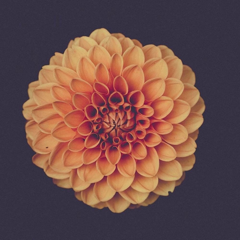 Meet your Posher, Vifedl fam